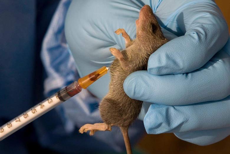 Rodent causing Lassa fever